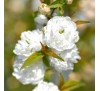 Вишня железистая Альба Плена (Prunus glandulosa  Alba Plena) С2